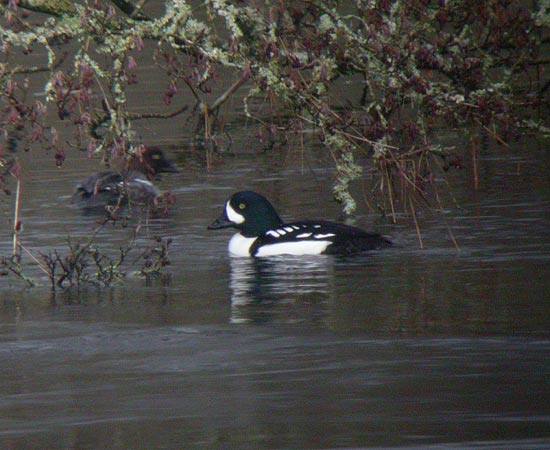 Barrow's Goldeneye