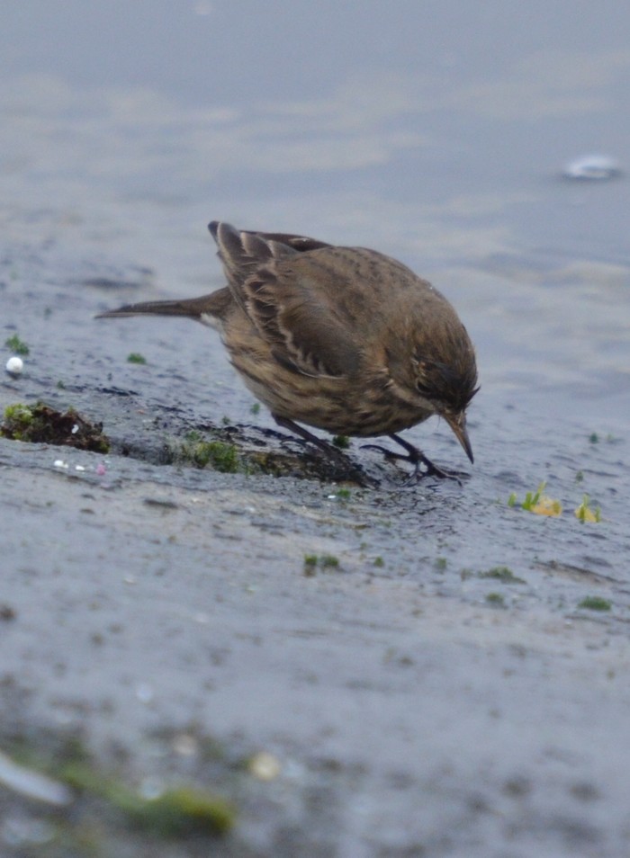American Buff-bellied Pipit