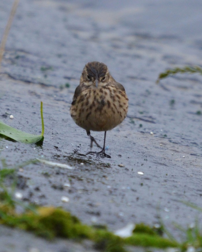 American Buff-bellied Pipit