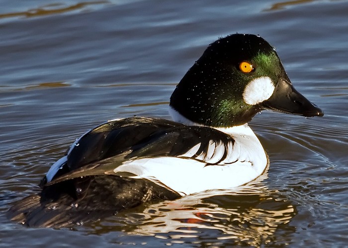 Goldeneye