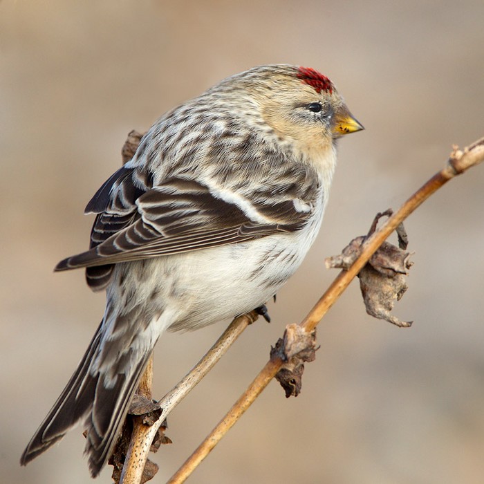 Hornemann's Arctic redpoll