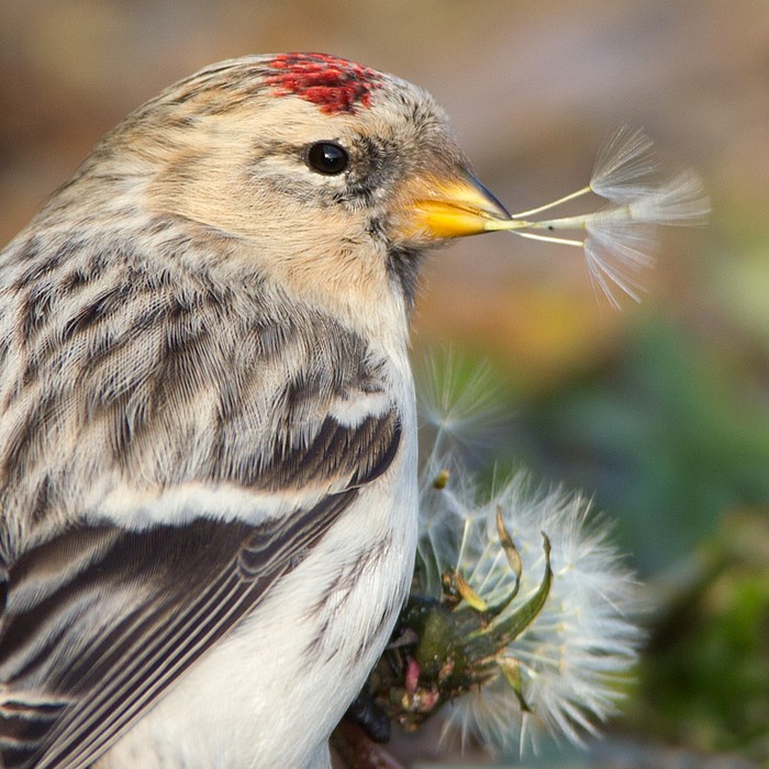 Hornemann's Arctic Redpoll