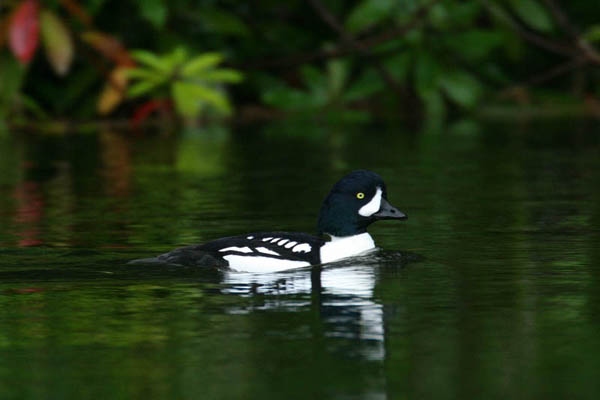 Barrow's Goldeneye