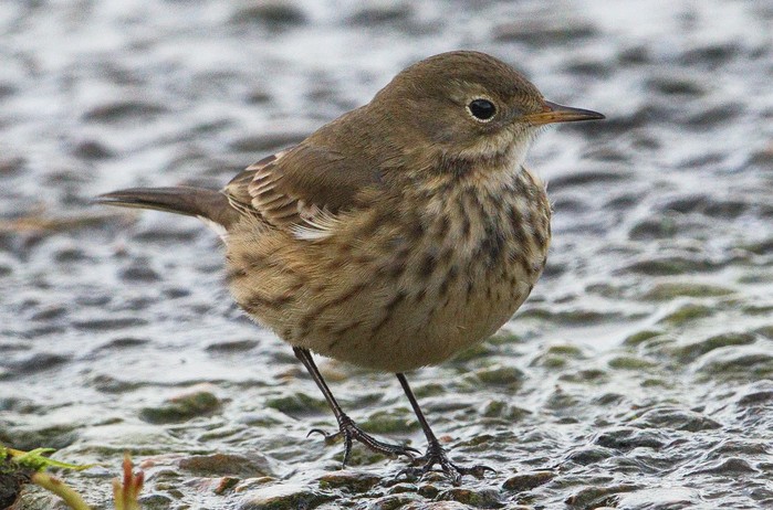 American Buff-bellied Pipit