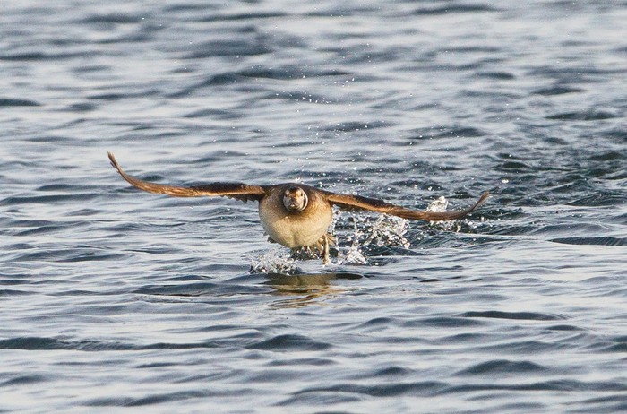 Long-tailed Duck