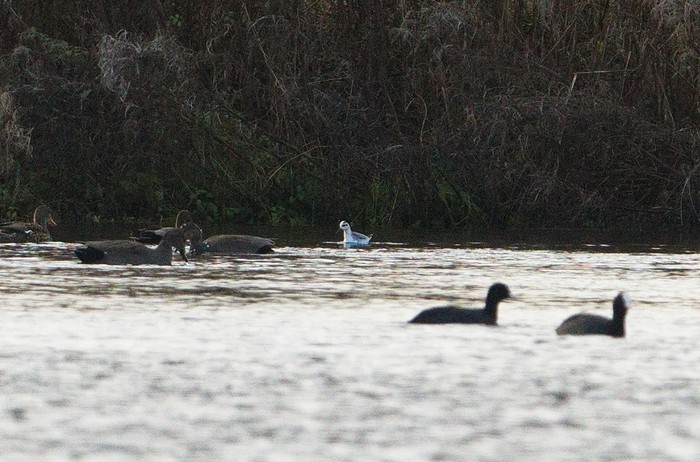 Grey Phalarope