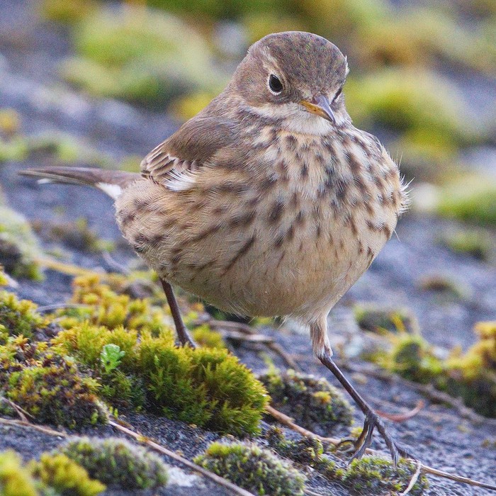American Buff-bellied Pipit