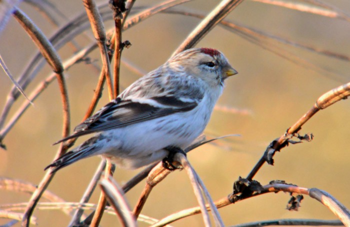Hornemann's Arctic Redpoll