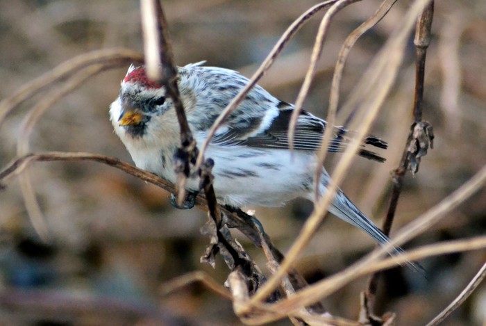 Hornemann's Arctic Redpoll