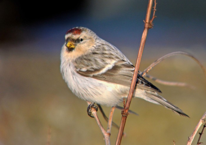 Hornemann's Arctic Redpoll