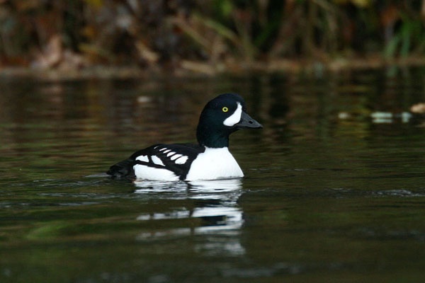 Barrow's Goldeneye