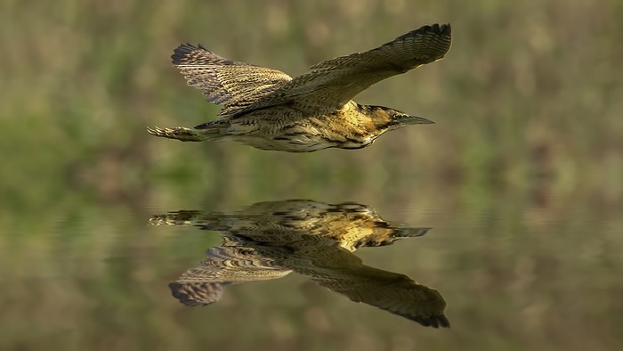 Bittern