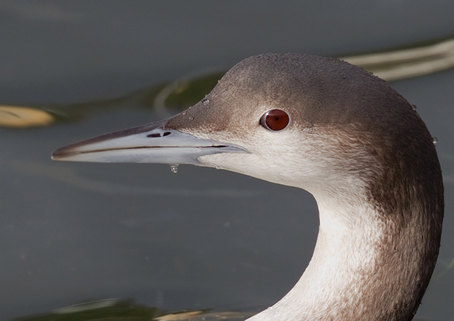 Black-throated Diver