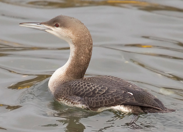 Black-throated Diver