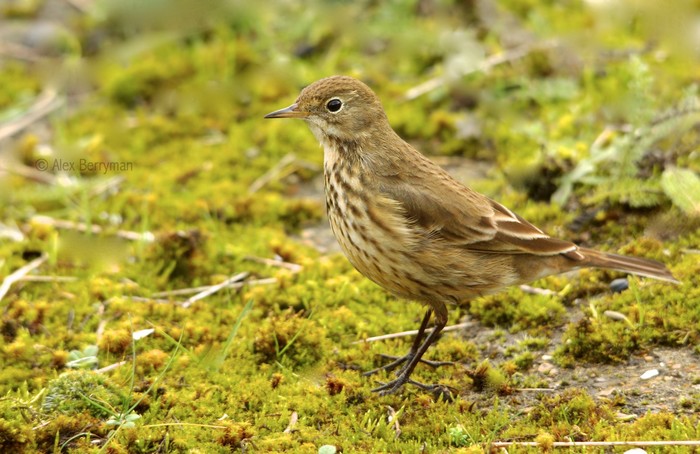 American Buff-bellied Pipit