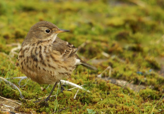 American Buff-bellied Pipit