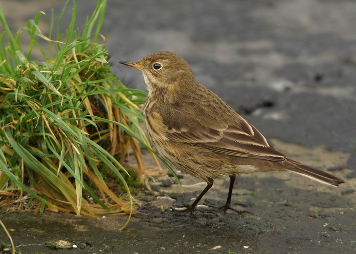 American Buff-bellied Pipit