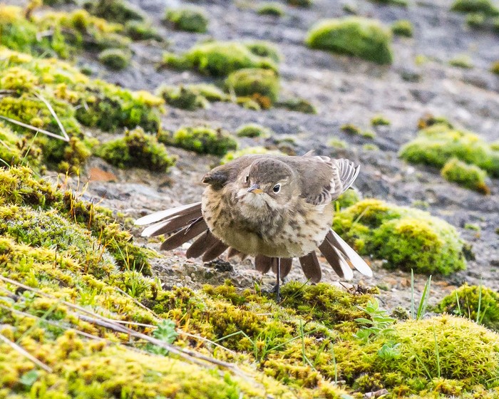 American Buff-bellied Pipit