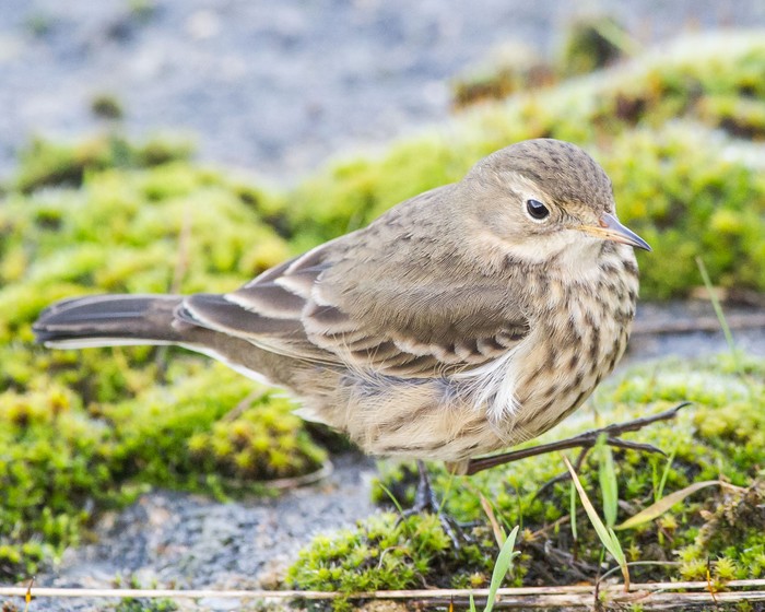 American Buff-bellied Pipit