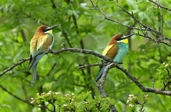 Bee-eater