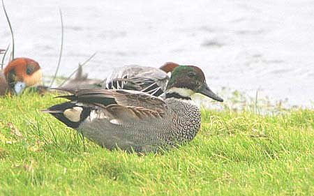 Falcated Duck