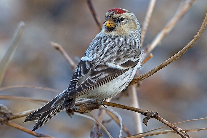 Hornemann's Arctic Redpoll