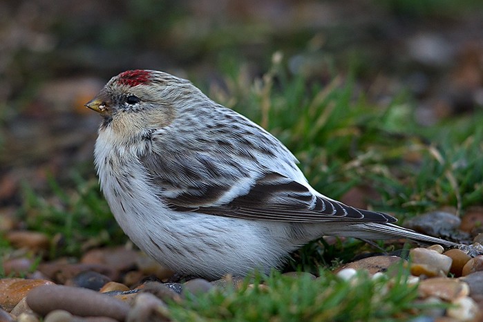 Hornemann's Arctic Redpoll