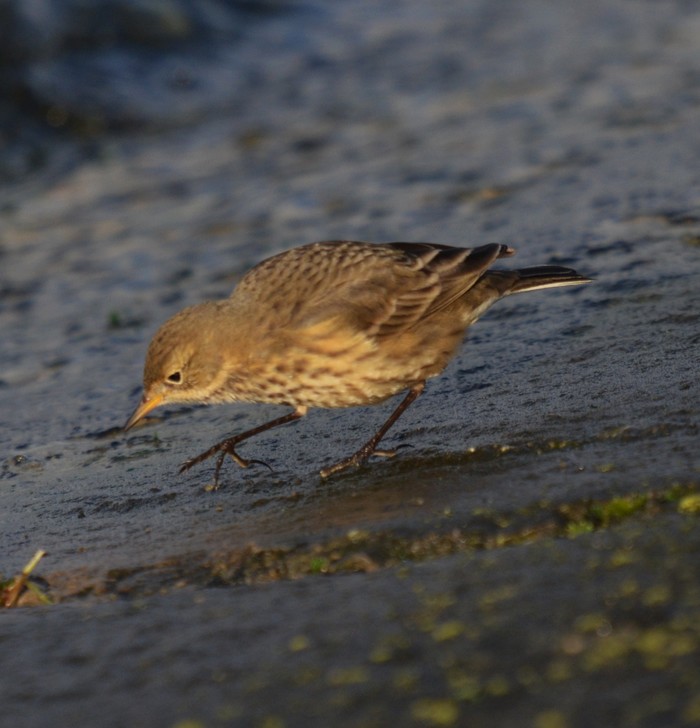American Buff-bellied Pipit