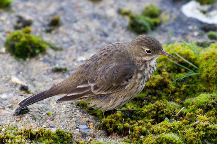 American Buff-bellied Pipit