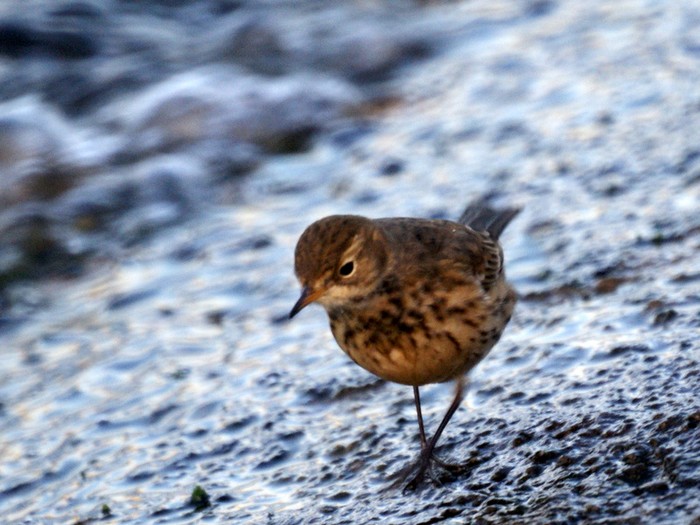 American Buff-bellied Pipit