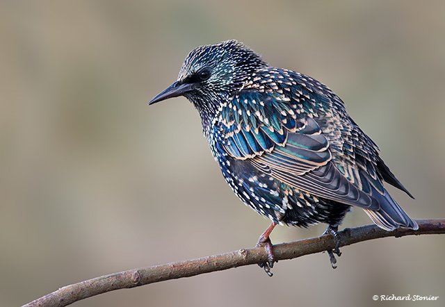 Starling