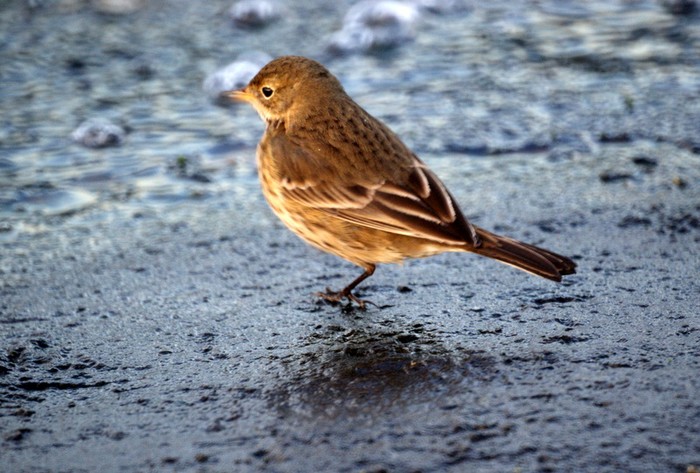 American Buff-bellied Pipit
