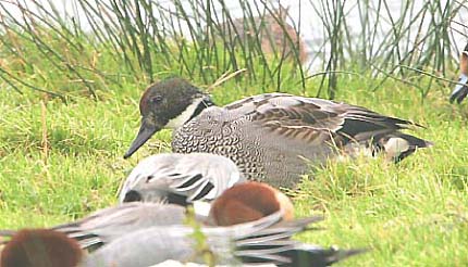Falcated Duck