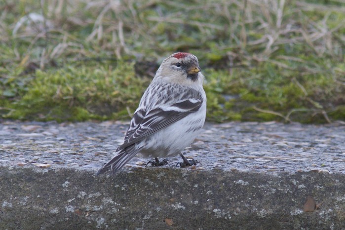 Hornemann's Arctic Redpoll