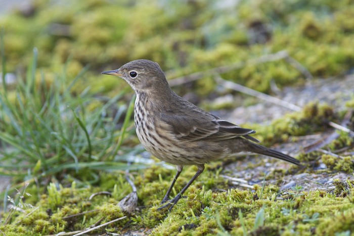 American Buff-bellied Pipit