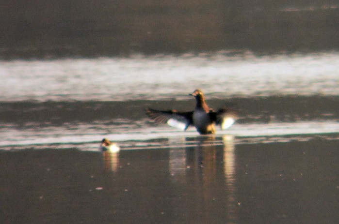 Velvet Scoter