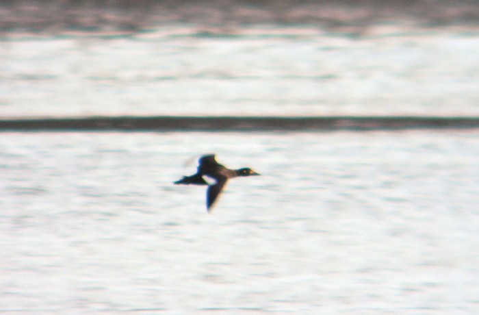 Velvet Scoter