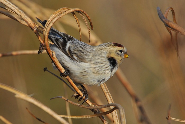 Hornemann's Arctic Redpoll