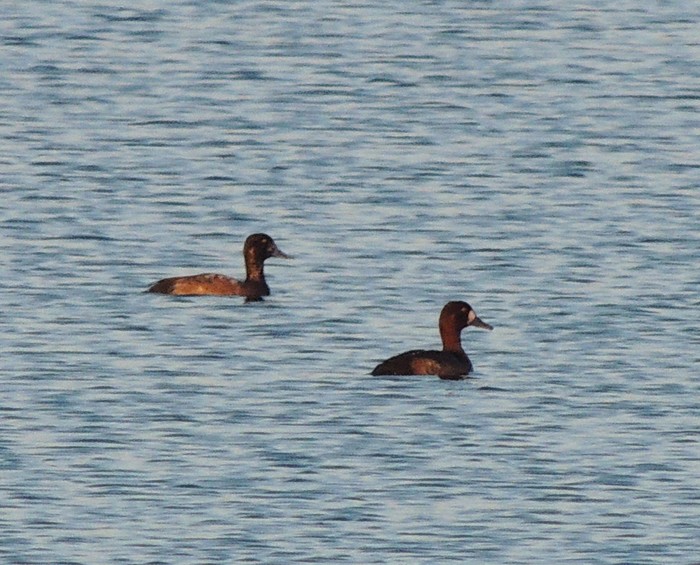 Scaup
