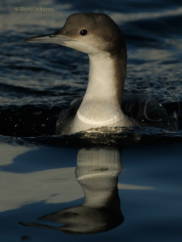 Black-throated Diver