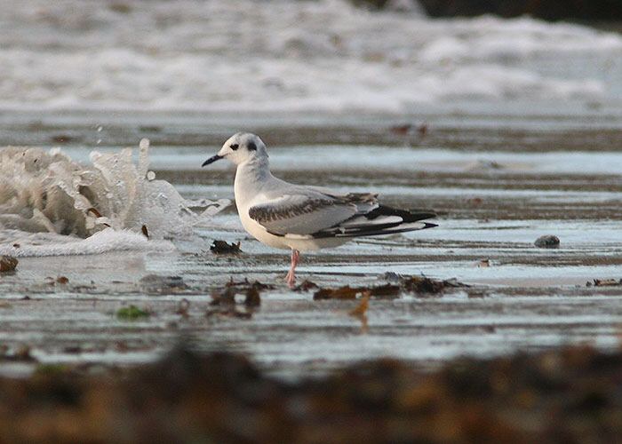 Bonaparte's Gull
