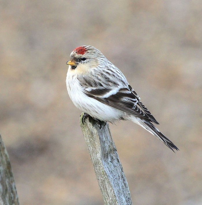 Hornemann's Arctic Redpoll