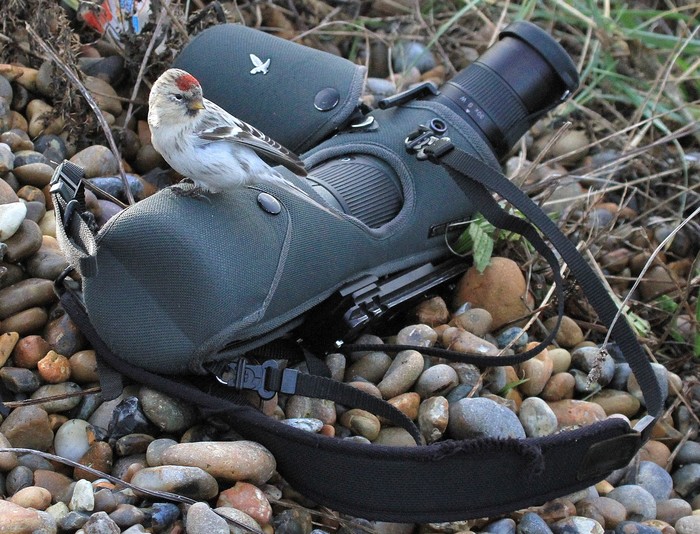 Hornemann's Arctic Redpoll
