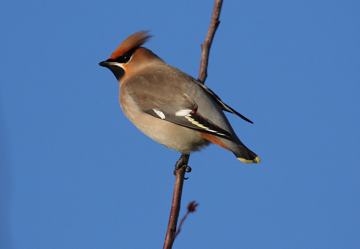 Waxwing
