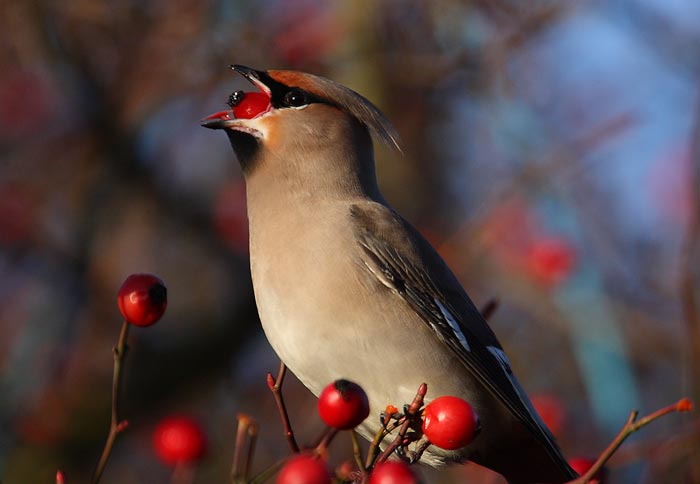 Waxwing