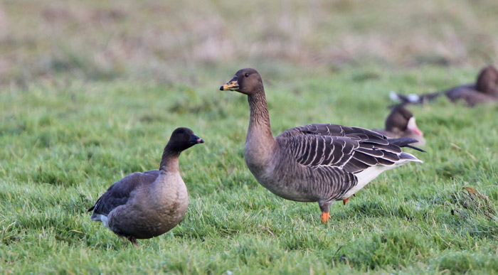 Bean Goose