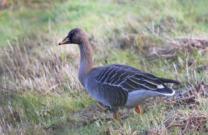 Bean Goose