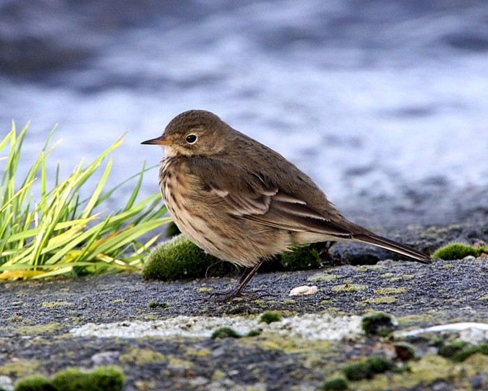 American Buff-bellied Pipit