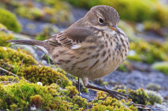 American Buff-bellied Pipit