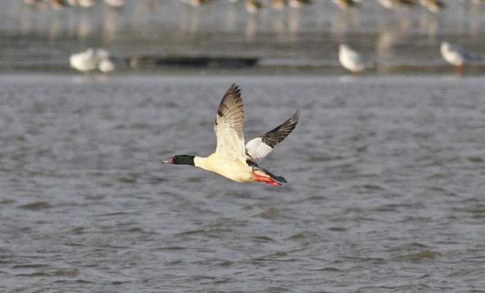 Goosander